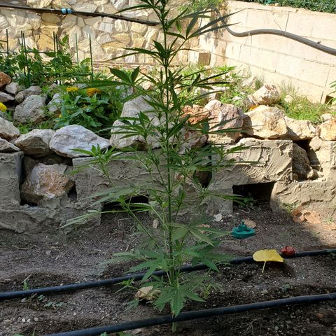 Bruce Banner XXL Auto growlog timeline photo