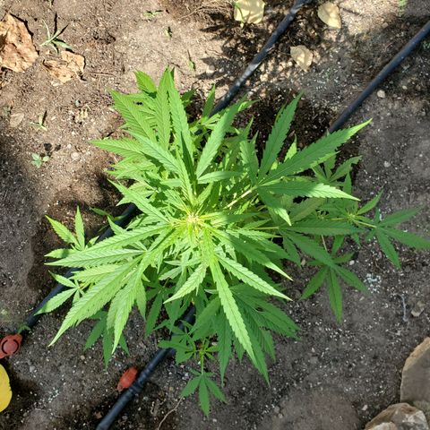 Super Skunk Autoflower growlog timeline photo