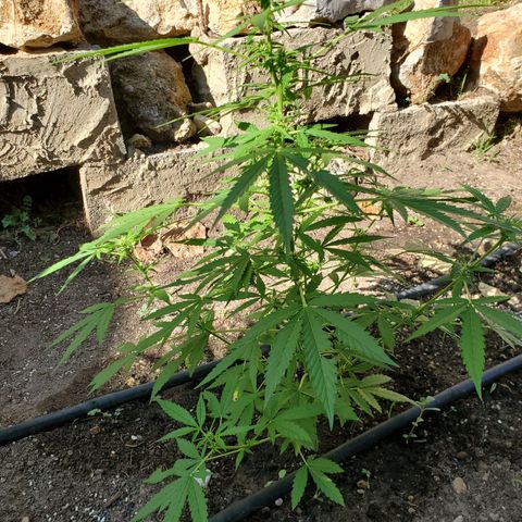 Super Skunk Autoflower growlog timeline photo