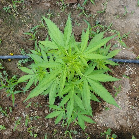 Pineapple Glue Auto growlog timeline photo