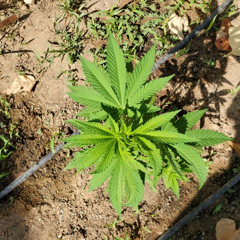 White Widow  growlog timeline photo