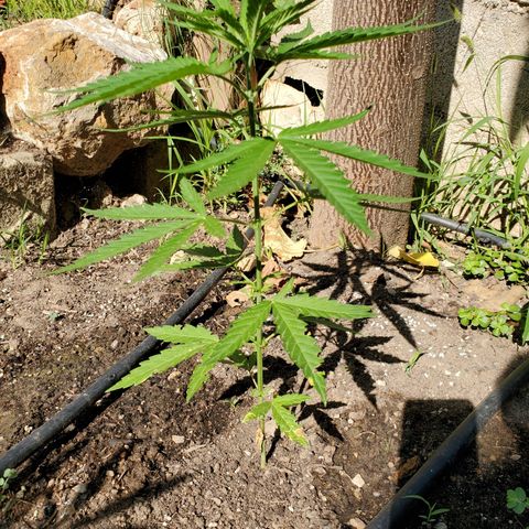 Ripper Haze growlog timeline photo