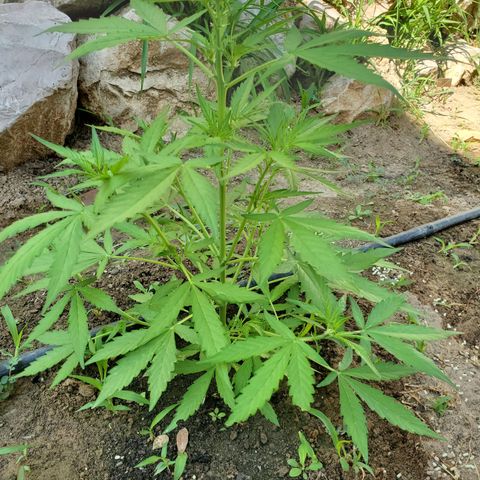 Pineapple Glue Auto growlog timeline photo
