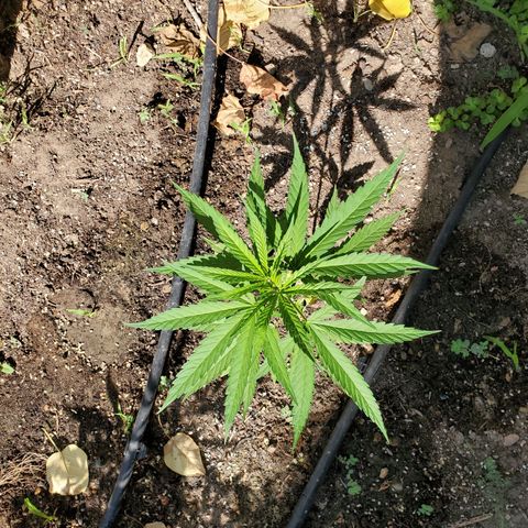 Ripper Haze growlog timeline photo
