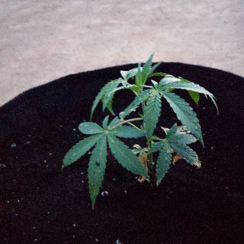 Jacques  growlog timeline photo