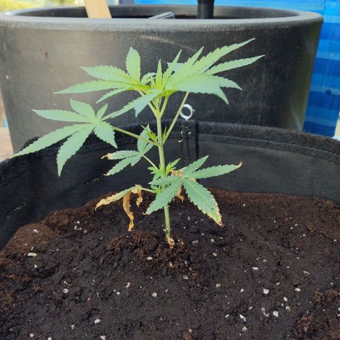 Jacques  growlog timeline photo
