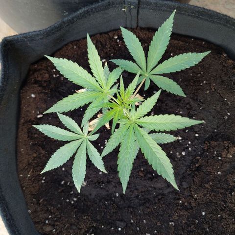Jacques  growlog timeline photo