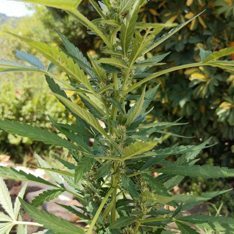 Bruce Banner XXL Auto growlog timeline photo