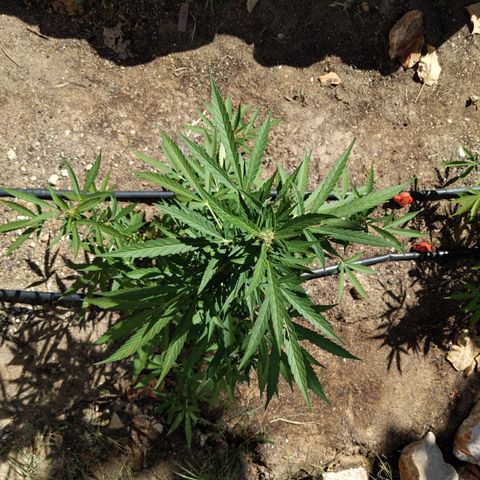 Bruce Banner XXL Auto growlog timeline photo