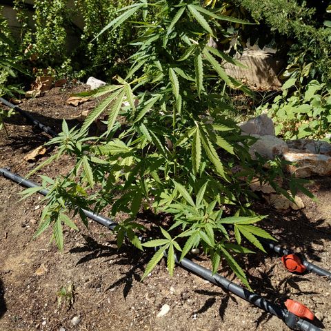 Super Skunk Autoflower growlog timeline photo