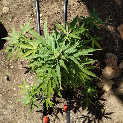 Super Skunk Autoflower growlog timeline photo