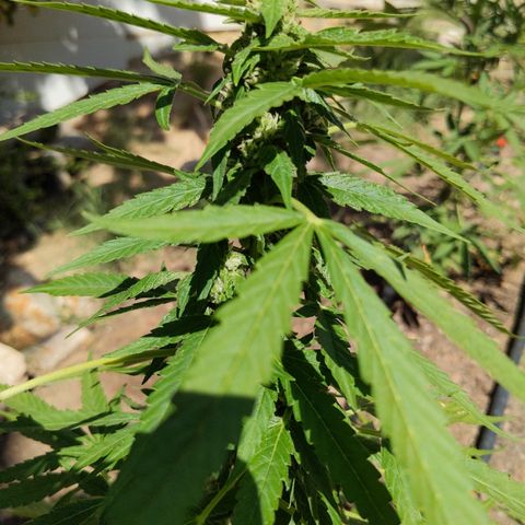 Super Skunk Autoflower growlog timeline photo