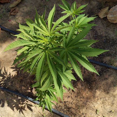 White Widow  growlog timeline photo
