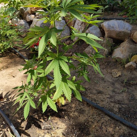 White Widow  growlog timeline photo