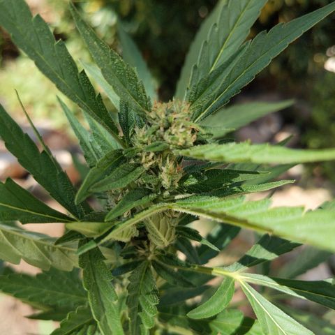 Bruce Banner XXL Auto growlog timeline photo