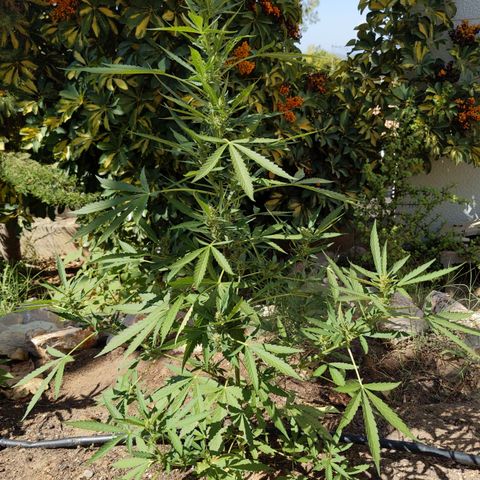 Bruce Banner XXL Auto growlog timeline photo