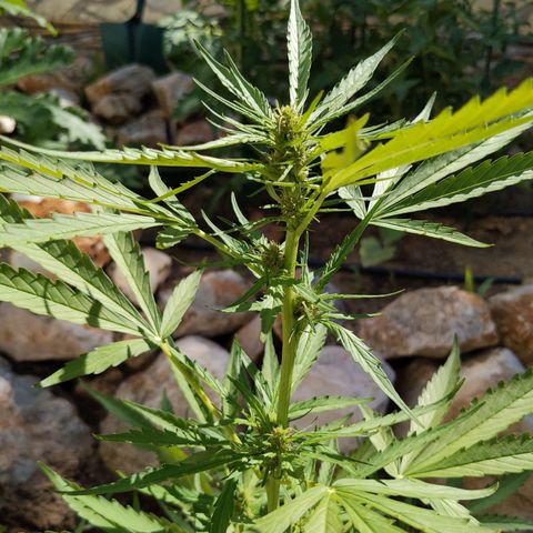 Pineapple Glue Auto growlog timeline photo