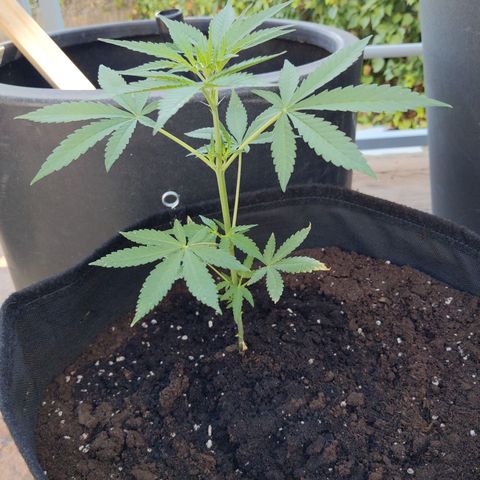 Jacques  growlog timeline photo