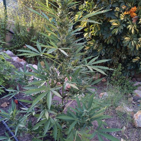 Bruce Banner XXL Auto growlog timeline photo