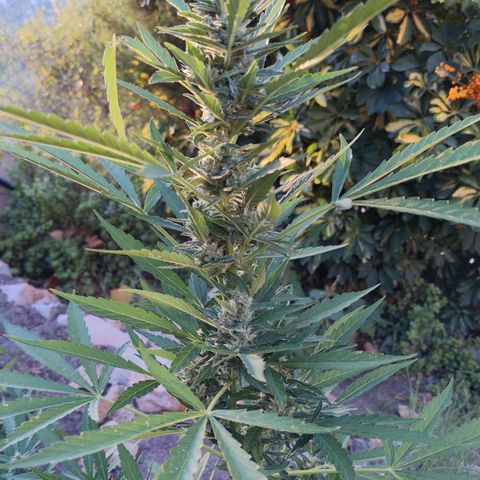 Bruce Banner XXL Auto growlog timeline photo