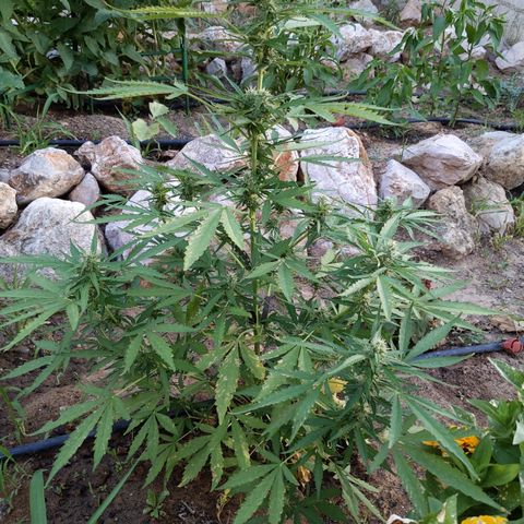 Pineapple Glue Auto growlog timeline photo