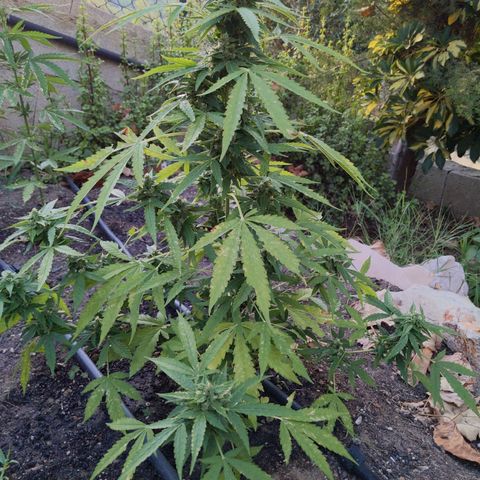 Super Skunk Autoflower growlog timeline photo