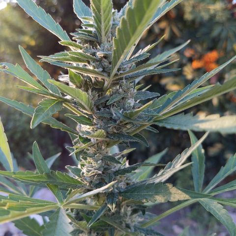Bruce Banner XXL Auto growlog timeline photo