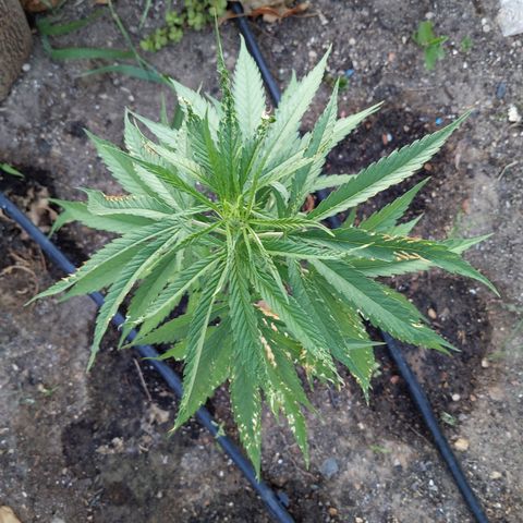 Ripper Haze growlog timeline photo