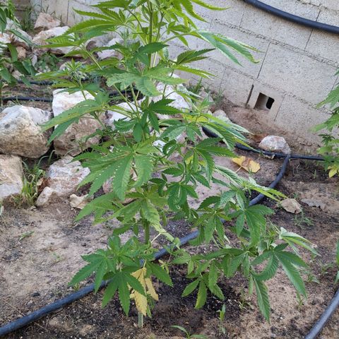 White Widow  growlog timeline photo