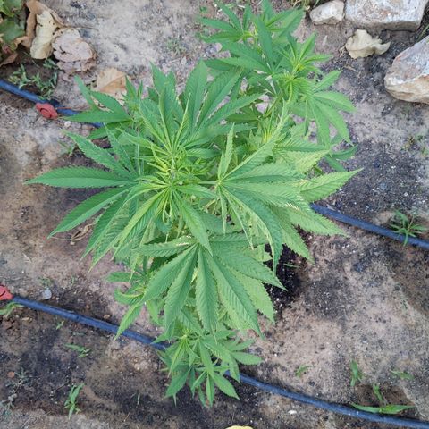 White Widow  growlog timeline photo