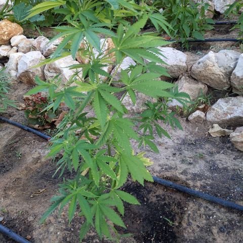 White Widow  growlog timeline photo