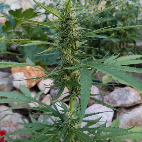 Pineapple Glue Auto growlog timeline photo