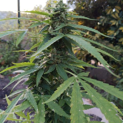 Super Skunk Autoflower growlog timeline photo