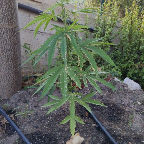 Ripper Haze growlog timeline photo