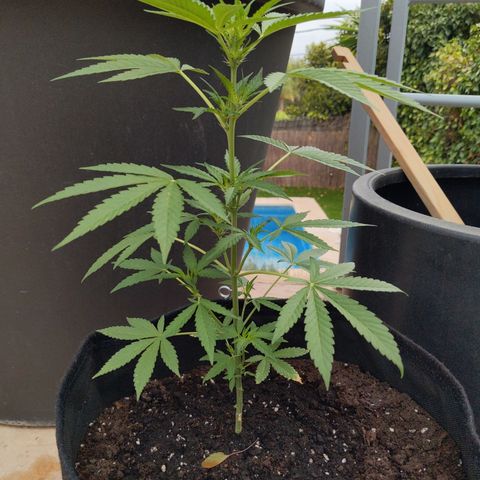 Jacques  growlog timeline photo