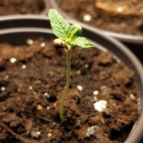 Orion F1 #1 growlog timeline photo