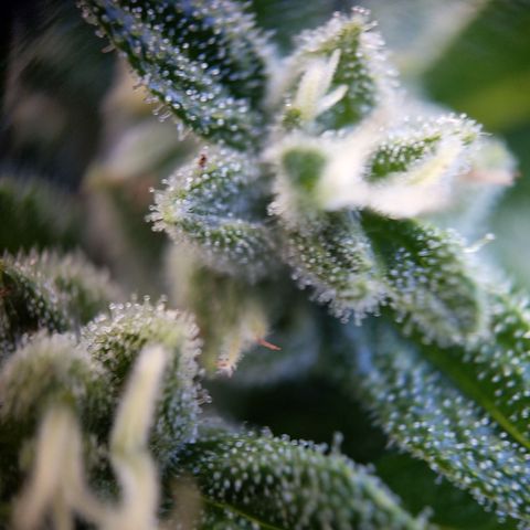 Bruce Banner XXL Auto growlog timeline photo