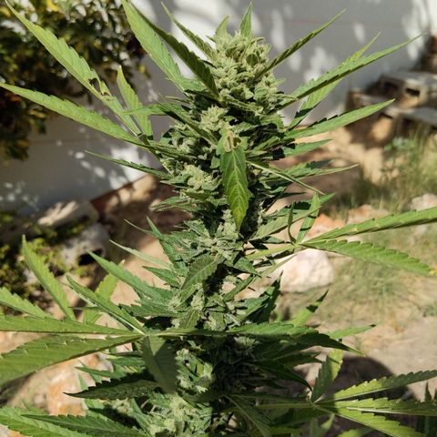 Bruce Banner XXL Auto growlog timeline photo