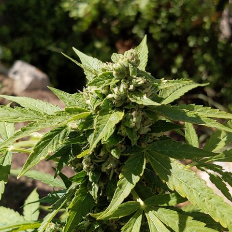 Super Skunk Autoflower growlog timeline photo