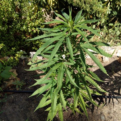 Ripper Haze growlog timeline photo