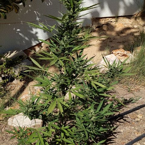Bruce Banner XXL Auto growlog timeline photo