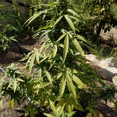 Super Skunk Autoflower growlog timeline photo