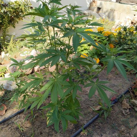 White Widow  growlog timeline photo