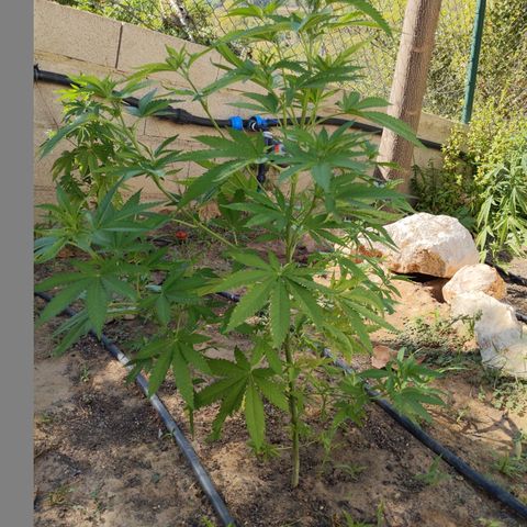 White Widow  growlog timeline photo