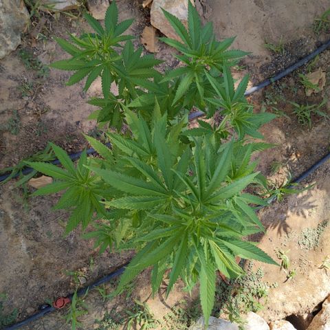 White Widow  growlog timeline photo