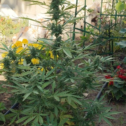Pineapple Glue Auto growlog timeline photo