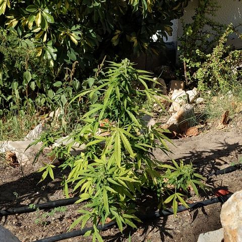 Super Skunk Autoflower growlog timeline photo