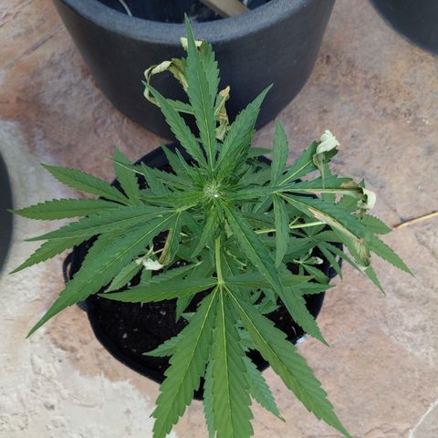 Jacques  growlog timeline photo