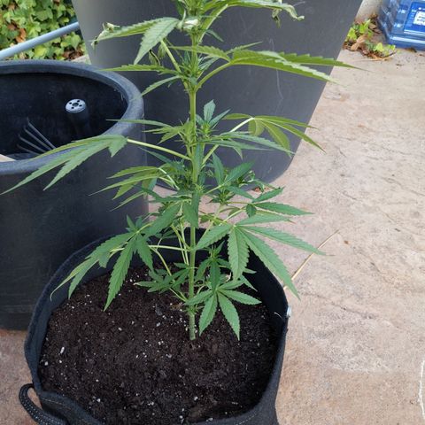 Jacques  growlog timeline photo