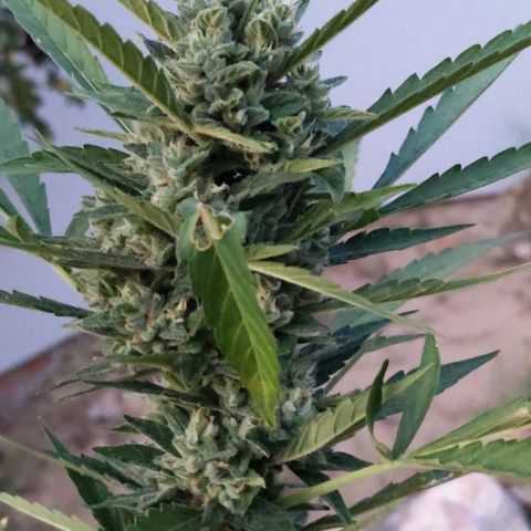 Bruce Banner XXL Auto growlog timeline photo